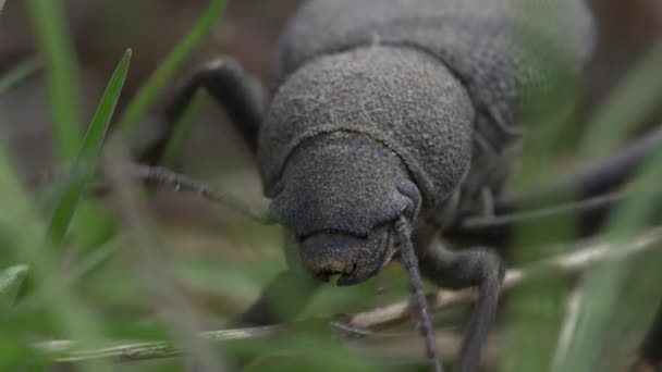 Escarabajo Negro Macro Video — Vídeo de stock