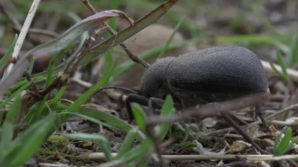 草の上歩く黒い甲虫 — ストック動画