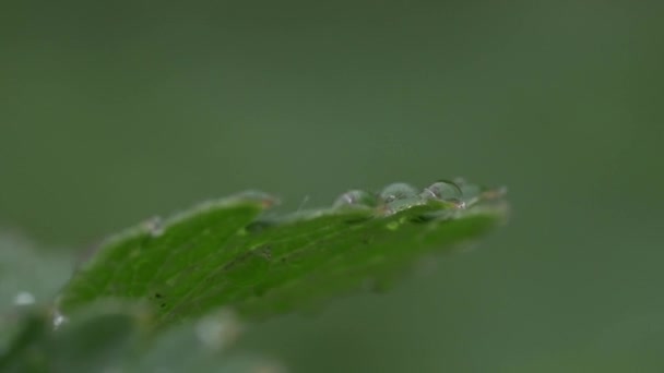 gouttes de pluie sur la feuille verte