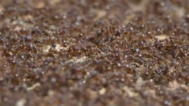 Στρατός Από Μυρμήγκια Μακροεντολή Βίντεο — Αρχείο Βίντεο