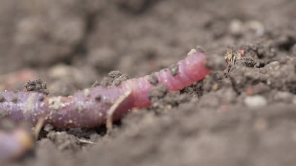 Red Worm Earthworm Macro — Stock Video