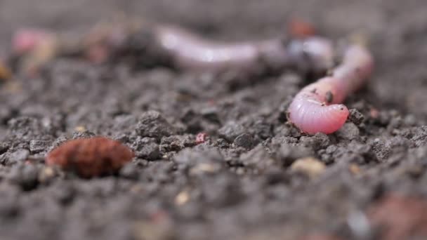 Red Worm Earthworm Closeup — Stock Video