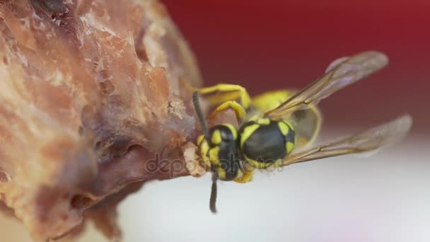 黄蜂吃肉特写 — 图库视频影像