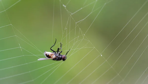Bir örümcek web sinek yakaladı