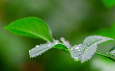 yaprakları portre üzerinde yağmur damlaları