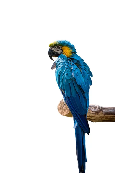 Beyaz arka plan üzerinde izole renkli papağan