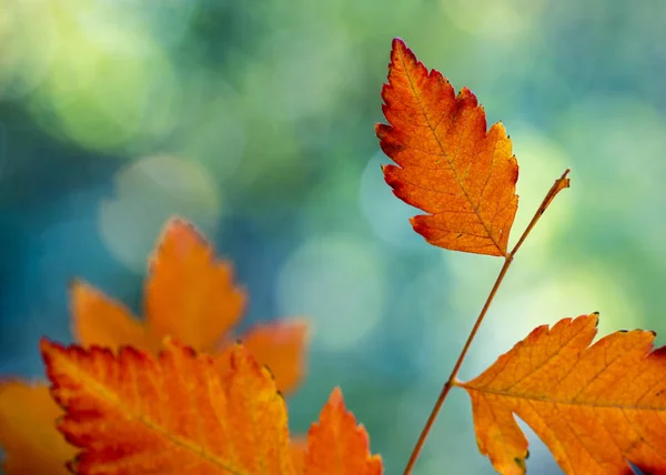 Branch With Orange and Yellow Autumn Leaves