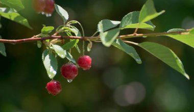Ağaçta yetişen kiraz