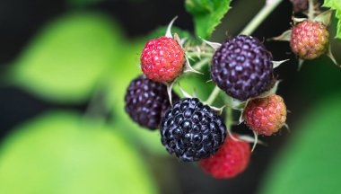 Bahçede yetişen Siyah Ahududu