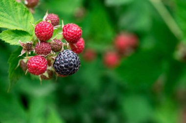 Bahçede yetişen Siyah Ahududu