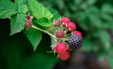 Bahçede yetişen Siyah Ahududu