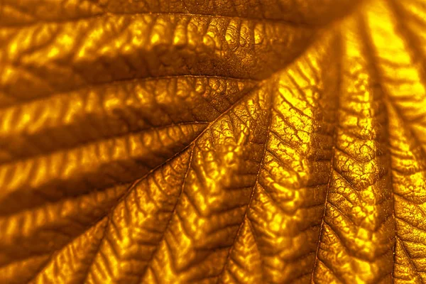 Gold Leaf Texture. Macro Leaf