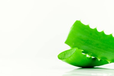 Aloe Vera Beyaz Arkaplanda