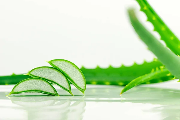 Aloe Vera Beyaz Arkaplanda