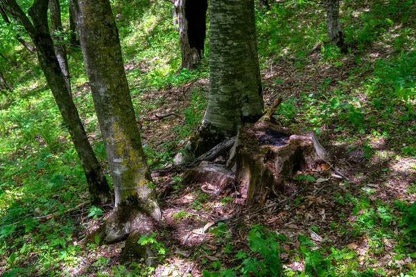 Stromy Lese — Stock fotografie