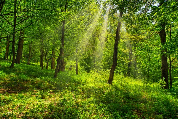 Arbres Dans Forêt — Photo