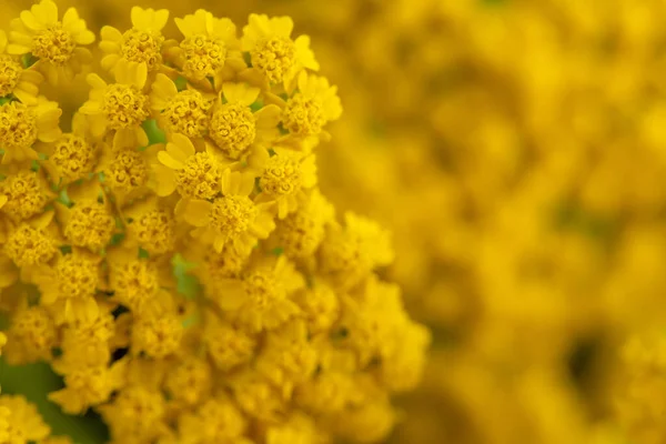 Amarillo Yarrow Achillea Filipendulina — Foto de Stock