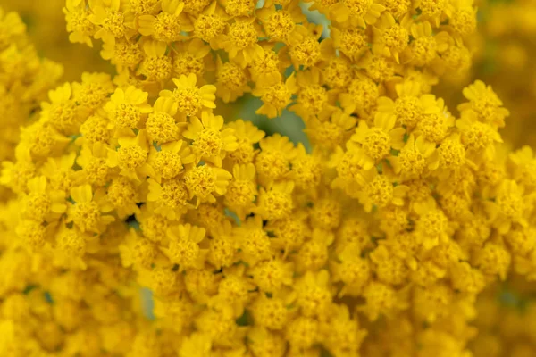 Żółta Żółtka Achillea Filipendulina — Zdjęcie stockowe