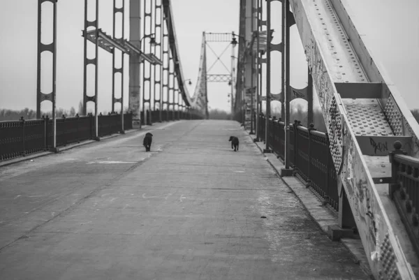 Old bridge and two dogs — Stock Photo, Image