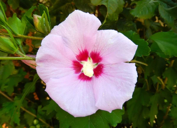 Fleur d'Hibiscus (rose du Soudan) gros plan . — Photo