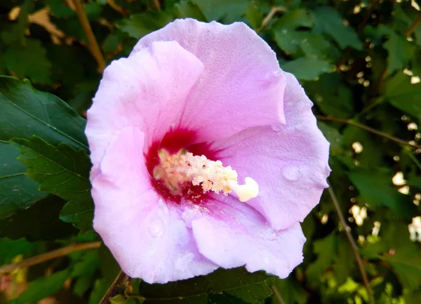 Fleur d'Hibiscus (rose du Soudan) gros plan . — Photo