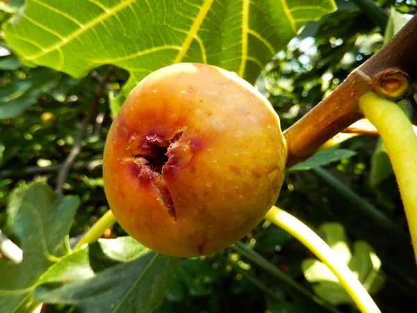 Fig em um ramo de perto . — Fotografia de Stock