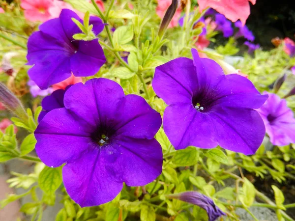 Petunia violeta en un macizo de flores macro . — Foto de Stock