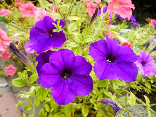Petunia violeta en un macizo de flores macro . — Foto de Stock