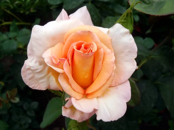 Knospe einer Creme-Teerose in einem Garten, Makro. — Stockfoto