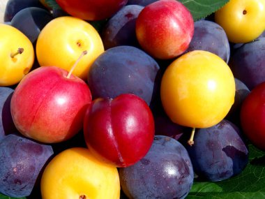 Çok renkli erikler yakın.