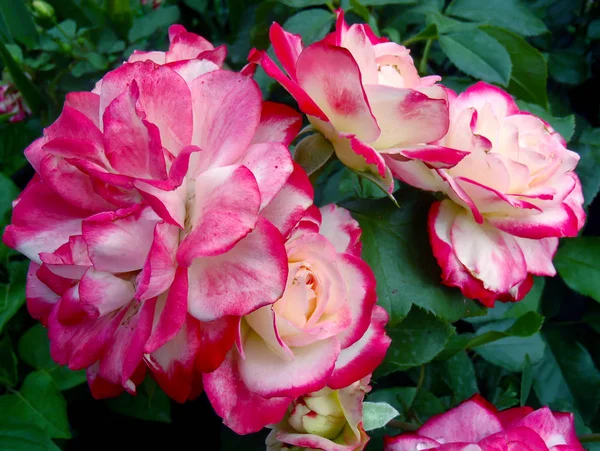 Tweekleurige thee roos in een tuin, macro. — Stockfoto
