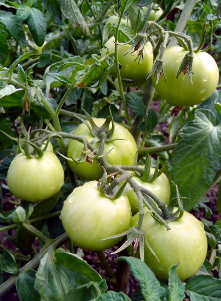Созревающие помидоры на кусте крупным планом . — стоковое фото