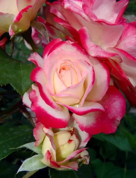 庭に2色の茶のバラ、マクロ. — ストック写真