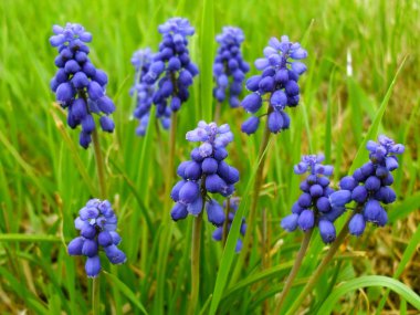 Muskari'nın çiçek veya aksi takdirde 