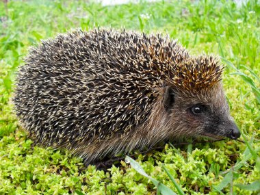 Kirpi sıradan ya da bir kirpi Avrupa yeşil çim kapat. 