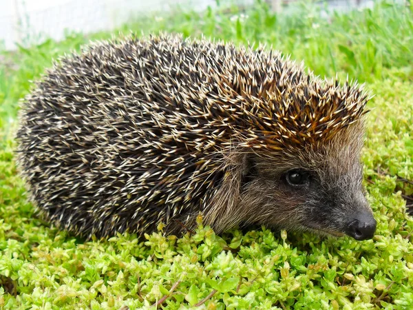 Hedgehog ordinário ou um ouriço europeu em uma grama verde de perto . — Fotografia de Stock