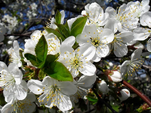 The blossoming cherry, macro. — Stock Photo, Image