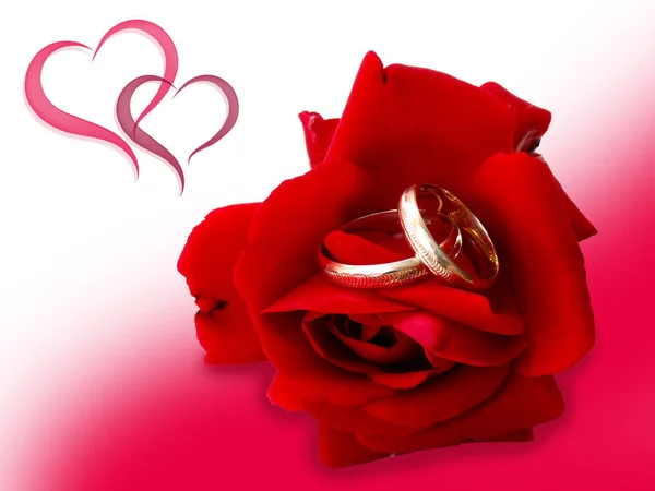 红玫瑰和结婚戒指. — 图库照片