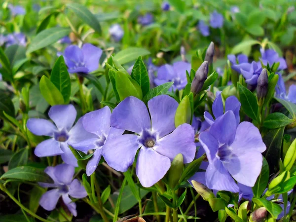La fioritura barvinok, macro . Foto Stock Royalty Free