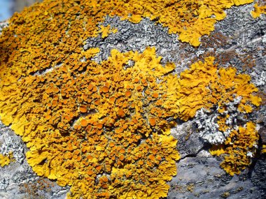 Eski bir ağaç makro üzerinde liken. 