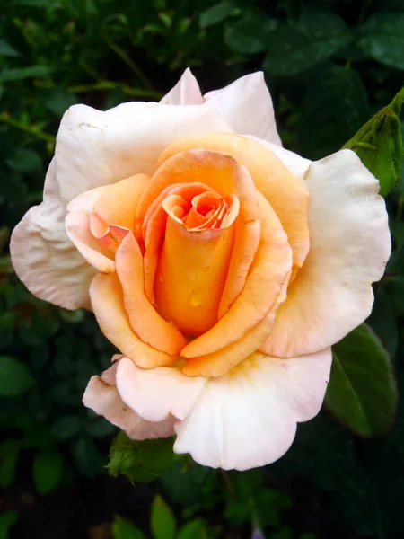 Brote de una rosa de té crema en un jardín, macro . — Foto de Stock