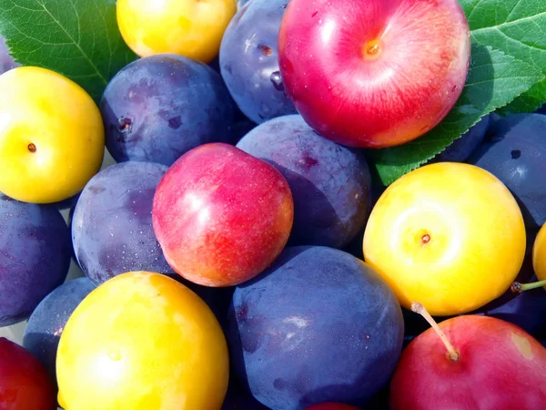 Prugne multicolori da vicino (l'immagine isolata ). — Foto Stock