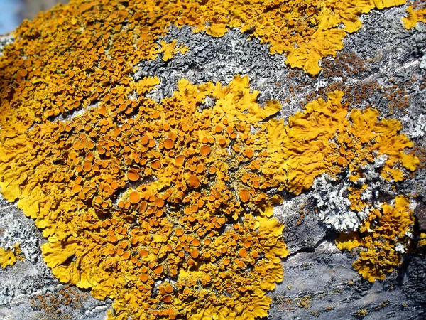 Eski bir ağaç makro üzerinde liken. 