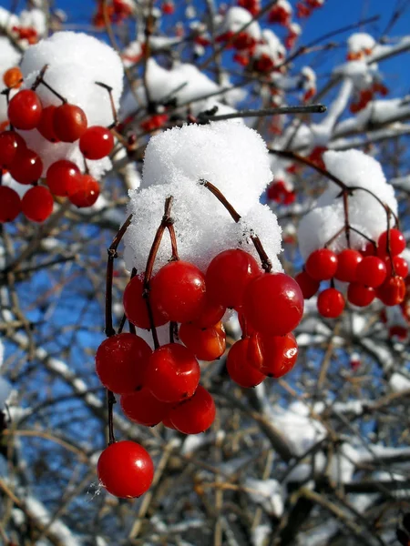 Des amas de rose de Guelder dans la neige sur fond de ciel bleu rapprochent . Image En Vente