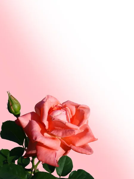 Peach rose on a white background, macro. — Stock Photo, Image