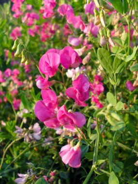Bezelye intaking veya vahşi bezelye (kuş fiğ) bir çayır üzerinde. 