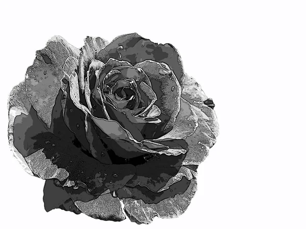 Black rose na białym tle, makro. Zdjęcie Stockowe