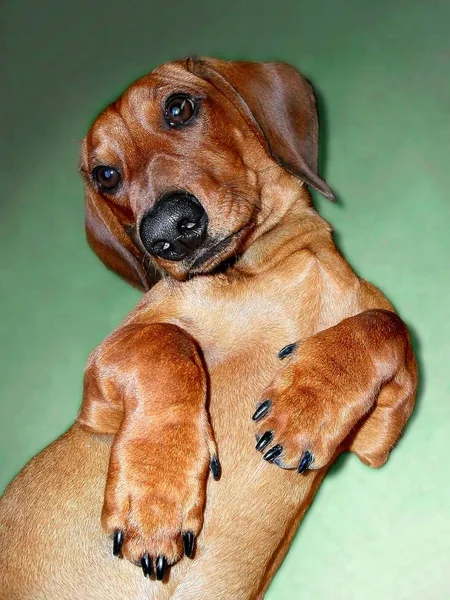 Dachshund vermelho de perto . — Fotografia de Stock