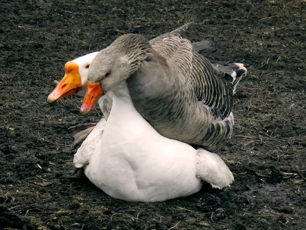 Gansos de cerca. Mating danza de los gansos . — Foto de Stock