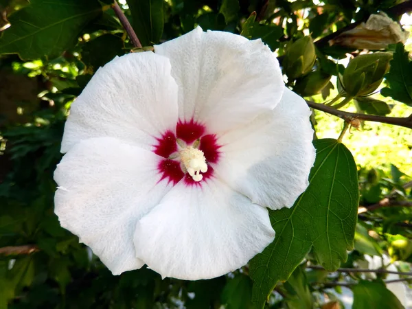 Close-up van hibiscus bloem (Soedanese roos). — Stockfoto